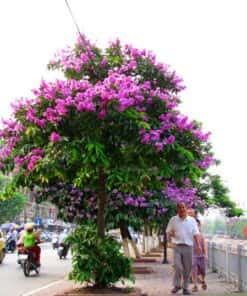Cây Bằng Lăng
