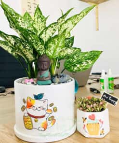 Cây Ngọc Ngân