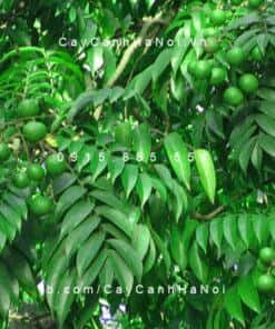 Cây Sấu
