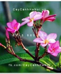 Cây Sứ Đại