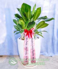Cây Bạch Mã Hoàng Tử
