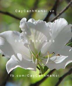 Cây Hoa Ban