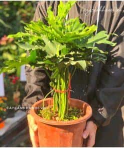 Cây Trầu Bà Thanh Xuân