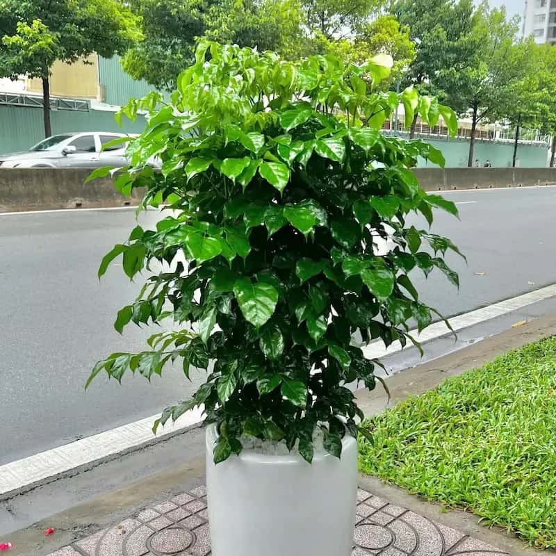 Cây Hạnh Phúc