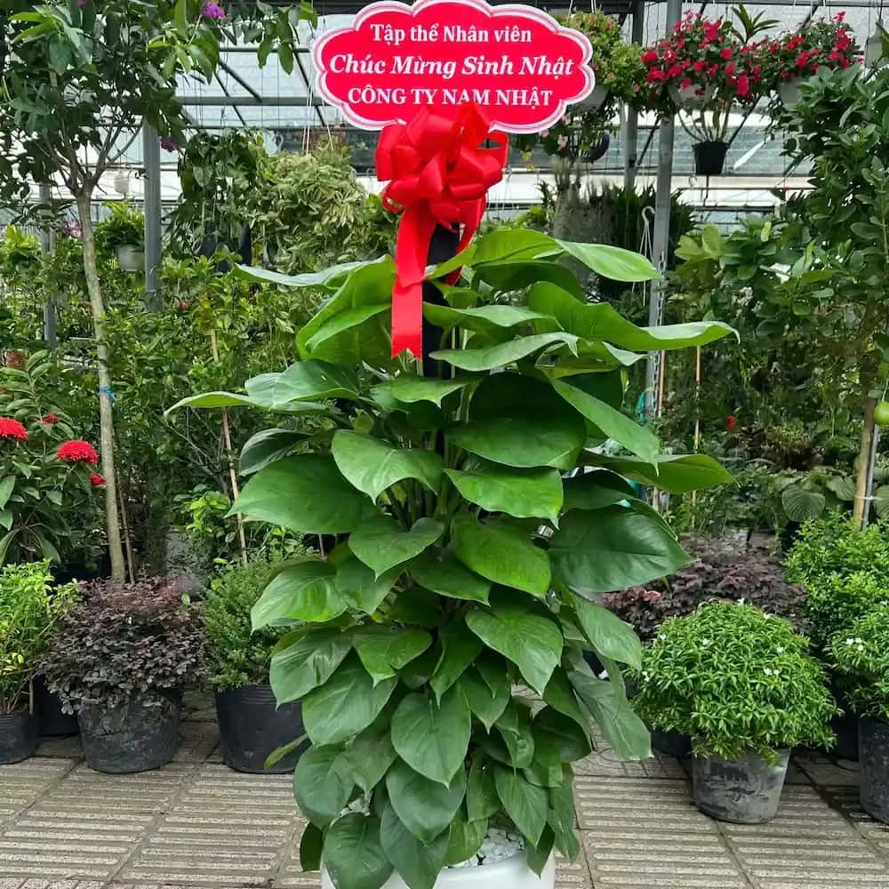 Cây Trầu Bà Leo Cột