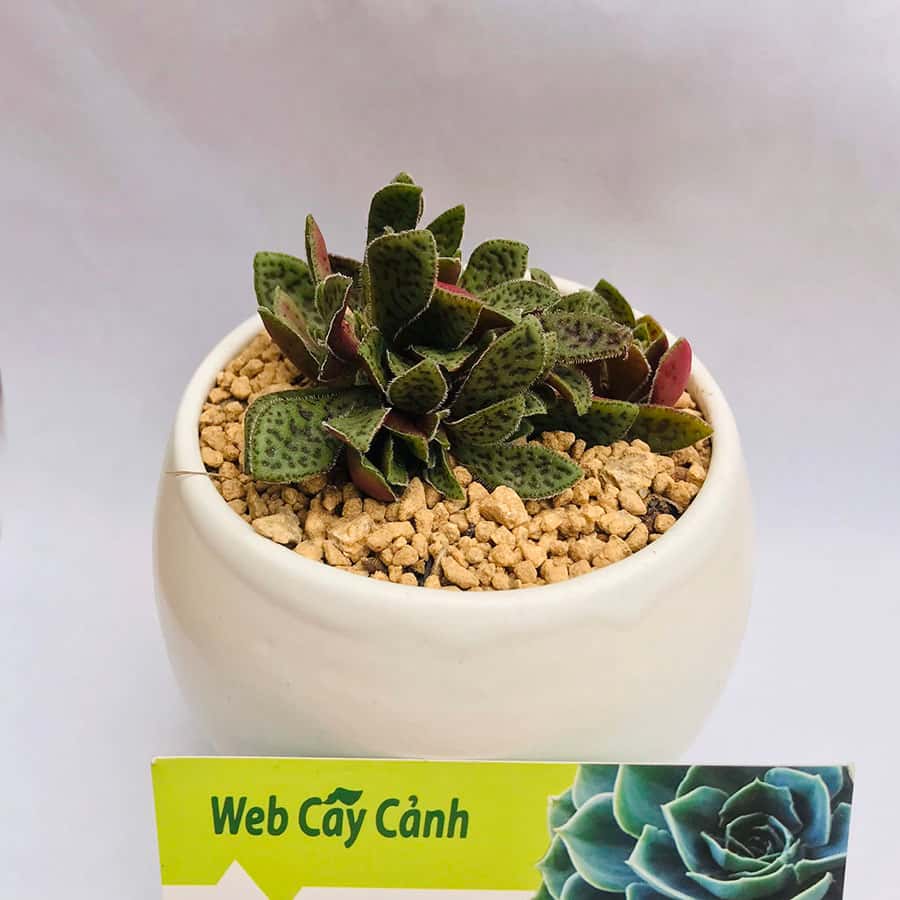 Sen Đá Cỏ Tím