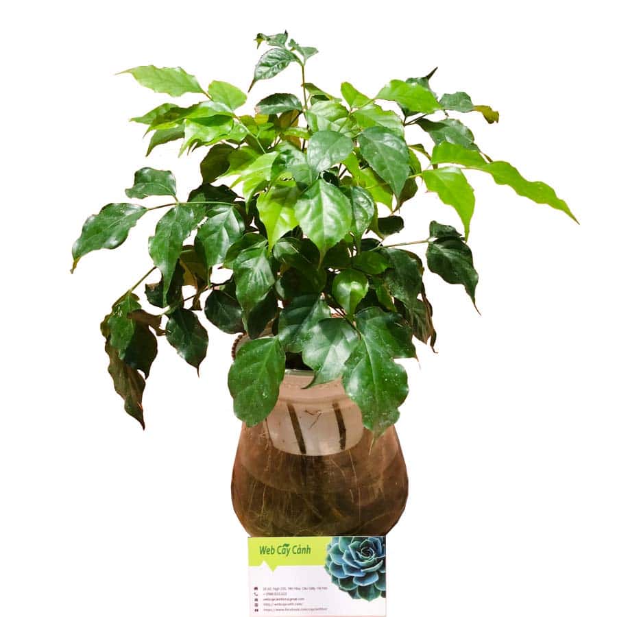 Cây Hạnh Phúc Thủy Sinh