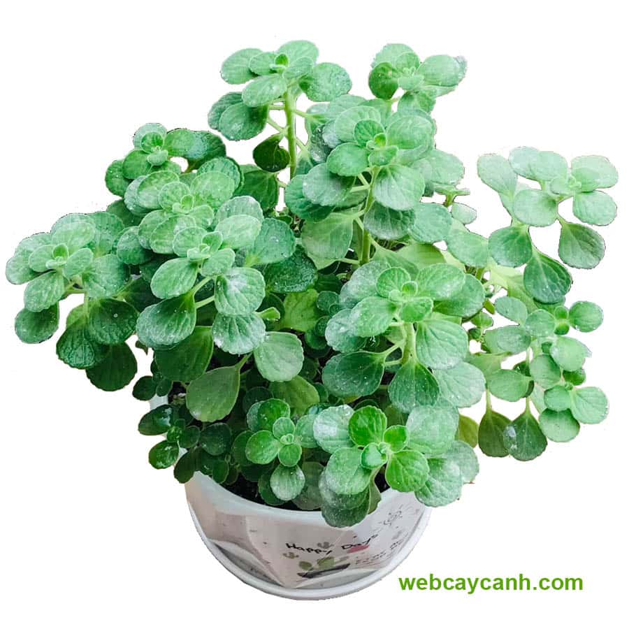 Cây Nhất Mạt Hương
