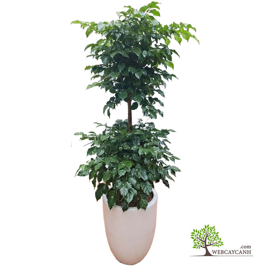 Cây Hạnh Phúc 2 Tầng