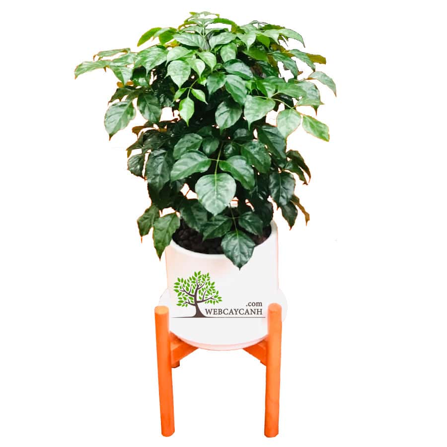 Cây Hạnh Phúc cao 80cm