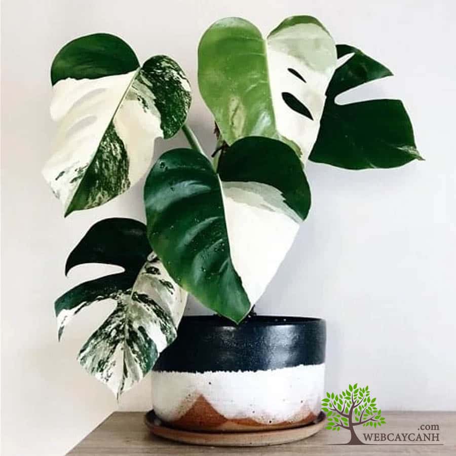 Cây Monstera Albo