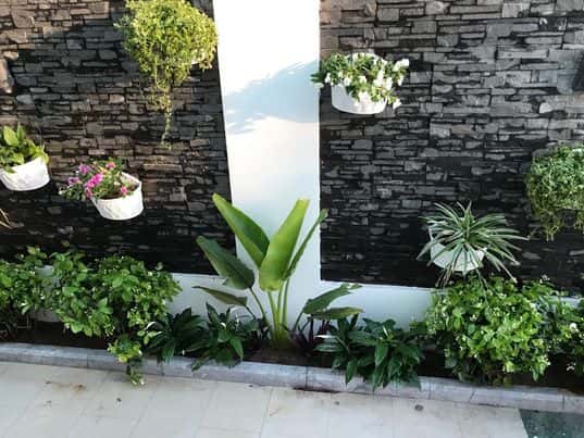 Cây Mai Địa Thảo