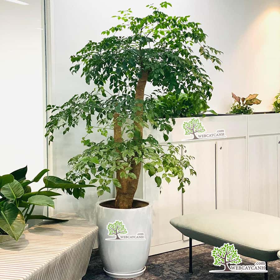 Cây Hạnh Phúc Gốc To