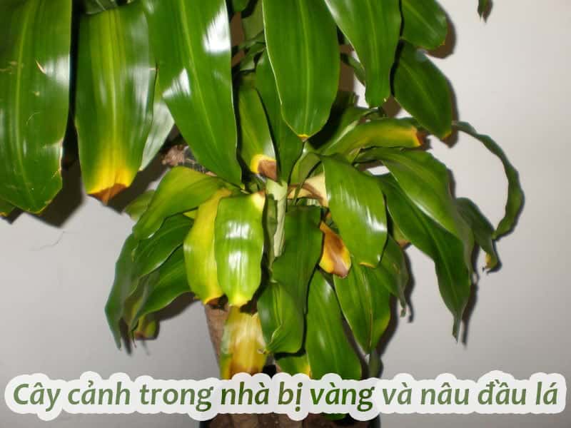 Cây Vàng Anh