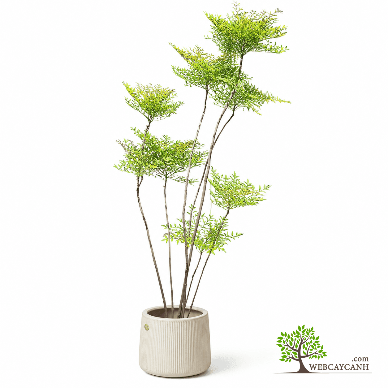 Cây Sanh Bonsai