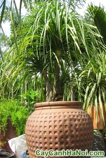 Cây Lan Bình Rượu