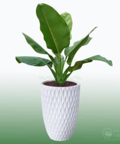 Cây Đại Phú Gia