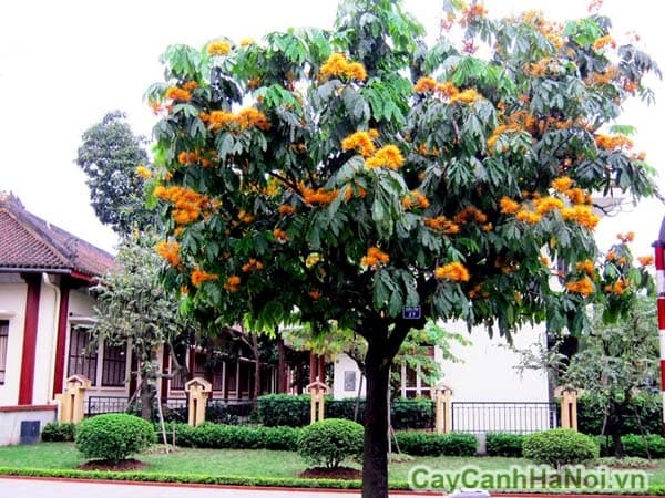 Cây Vàng Anh