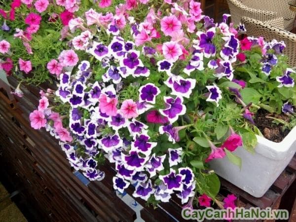 Cây Dạ Yến Thảo