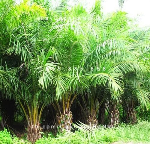 Cây Cọ Dầu