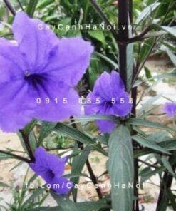 Cây Chiều Tím