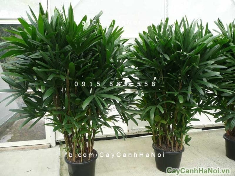 Cây Trúc Nhật