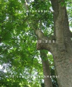 Cây Sưa Đỏ