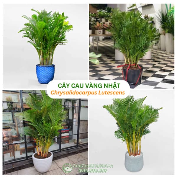 Cây Cau Nhật