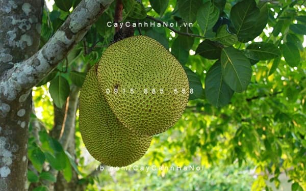Cây Mít Ruột Đỏ