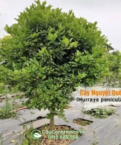 Cây Nguyệt Quế
