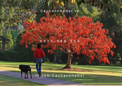 Cây Osaka Đỏ