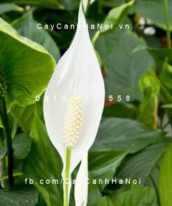 Cây Lan Ý