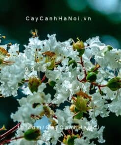 Cây Tường Vi