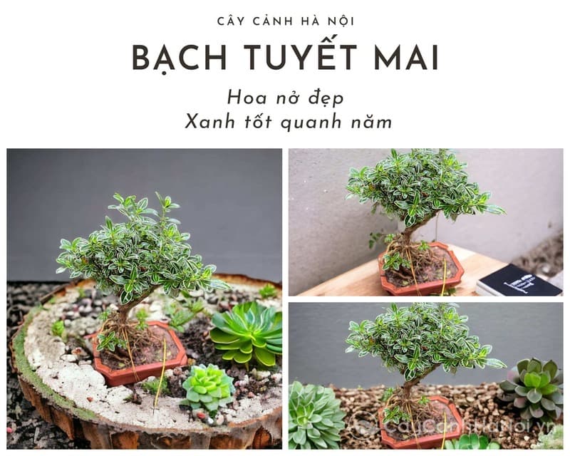 Cây Mận An Phước