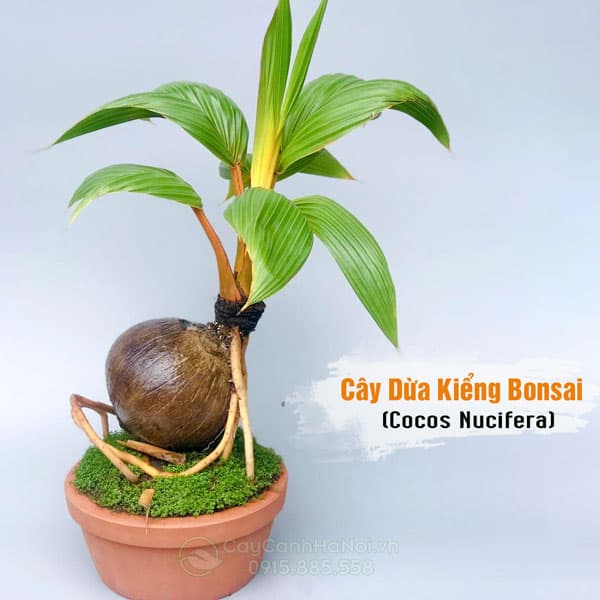 Cây Dừa Kiểng