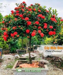Cây Mẫu Đơn