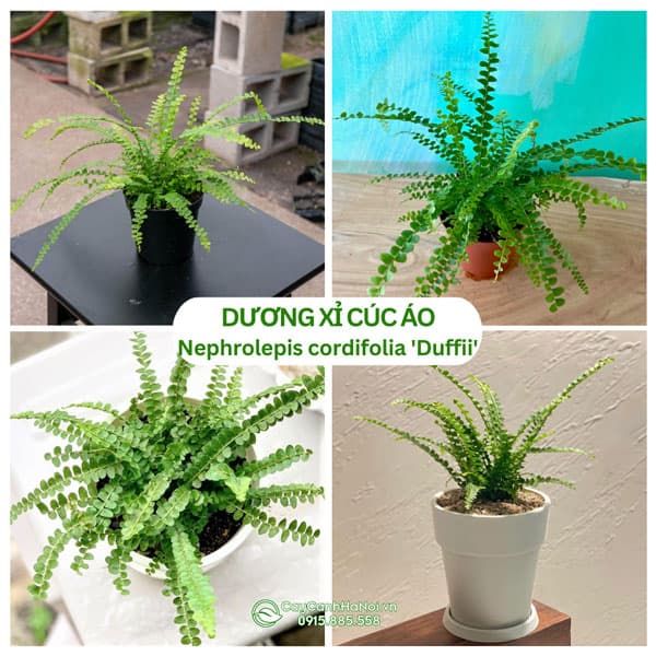 Cây Dương Xỉ