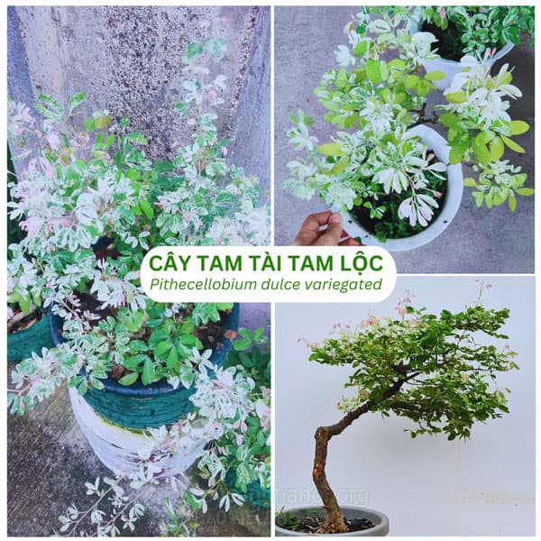 Cây Bạch Đàn
