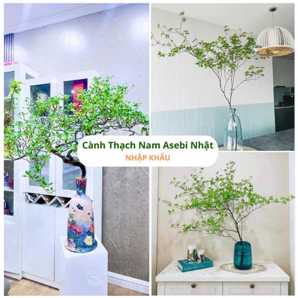 Cây Nha Đam