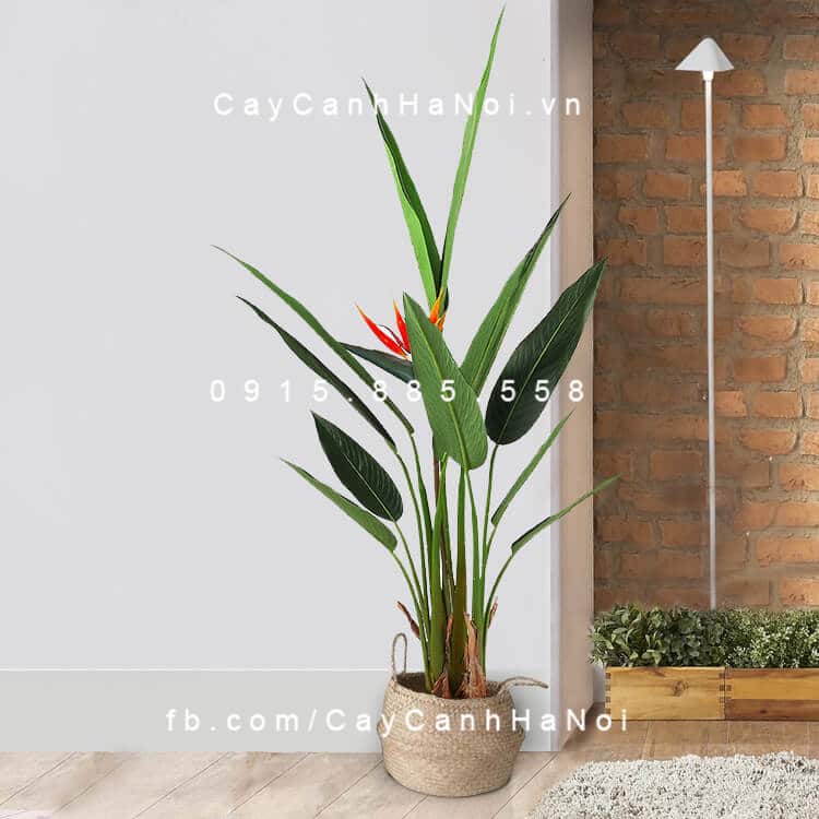 Cây Thiên Điểu