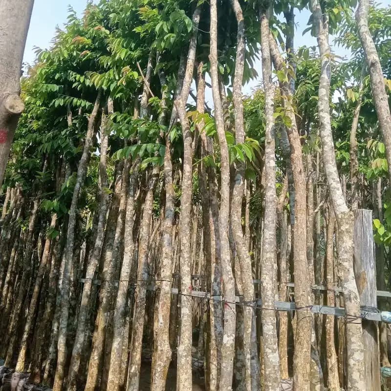 Cây Bằng Lăng thumbnail 2