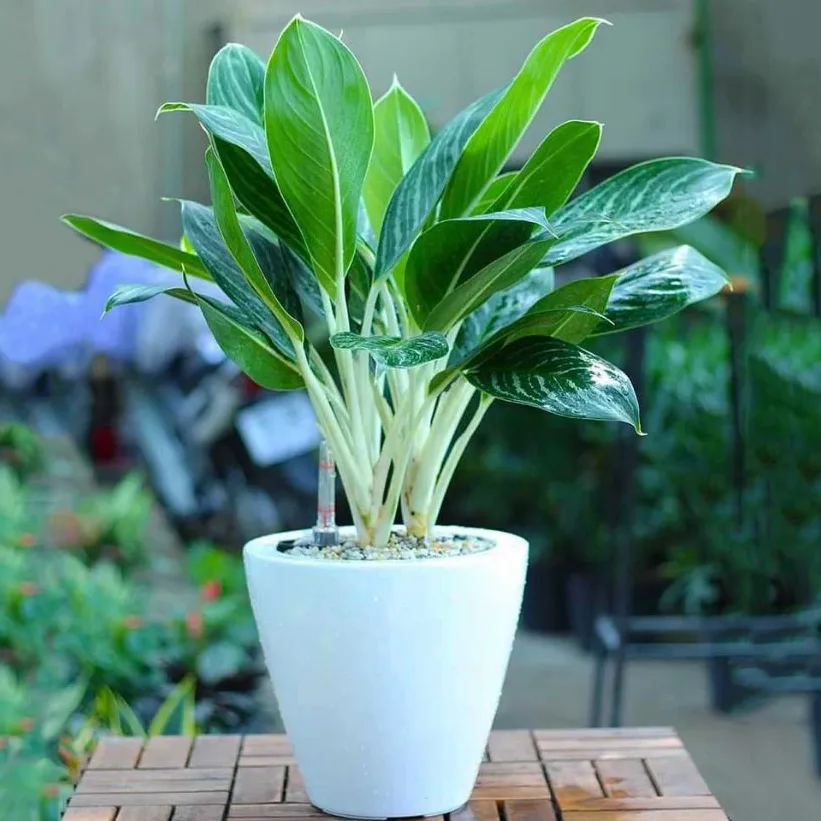 Cây Bạch Mã Hoàng Tử