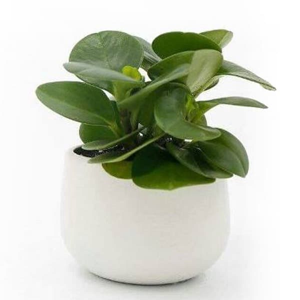 Cây Trường Sinh
