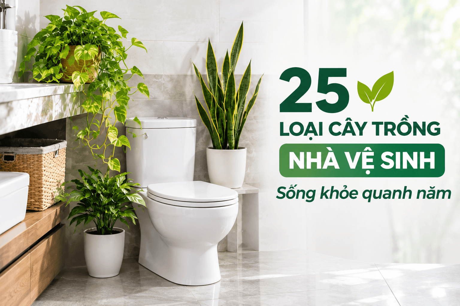 Cây Tràm Bông Vàng