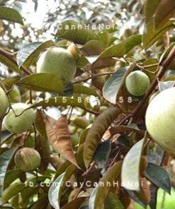 Cây Vú Sữa