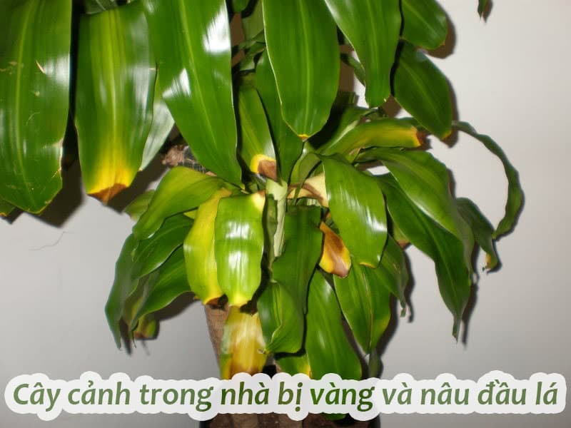 Cây Vàng Anh